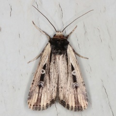 /filer/webapps/moths/media/images/A/annularis_Axylia_A_Heyns_02.jpg