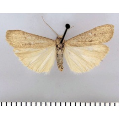 /filer/webapps/moths/media/images/D/dicksoni_Entephrilema_HT_TMSA.jpg