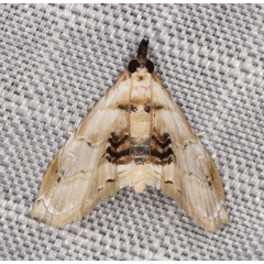 /filer/webapps/moths/media/images/W/whitei_Trichophysetis_A_Heyns_01.jpg