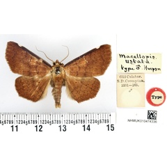 /filer/webapps/moths/media/images/U/ustata_Macellopis_HT_BMNH.jpg