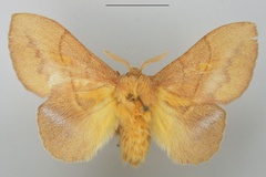 Trichopisthia igneotincta