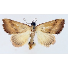 /filer/webapps/moths/media/images/F/fragilis_Antarchaea_AM_TMSA_01.jpg