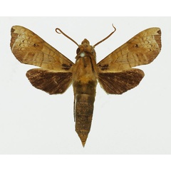 /filer/webapps/moths/media/images/W/weberi_Antinephele_AM_Basquin_04.jpg