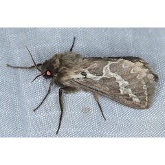 /filer/webapps/moths/media/images/H/homoterma_Eudalaca_A_Heyns_01.JPG