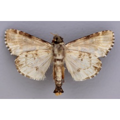 /filer/webapps/moths/media/images/L/leucopicta_Prototrachea_A_RMCA_02.jpg