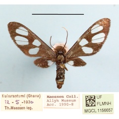 /filer/webapps/moths/media/images/N/nigrobasalis_Amata_A_MGCLa_02.JPG