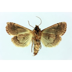 /filer/webapps/moths/media/images/A/andringitrensis_Maghadena_AT_MNHNb.jpg