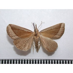 /filer/webapps/moths/media/images/C/conscitalis_Hypena_A_Revell.jpg