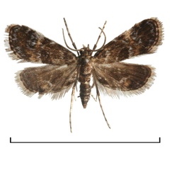 /filer/webapps/moths/media/images/O/obliteralis_Elophila_AM_Agassiz.jpg