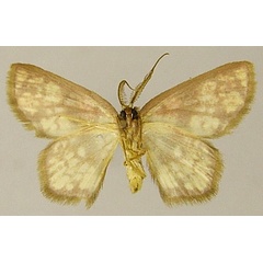 /filer/webapps/moths/media/images/S/silvatica_Chrysocraspeda_AM_ZSMb.jpg