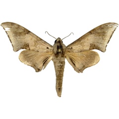 /filer/webapps/moths/media/images/R/retusus_Polyptychus_AM_MCJM.jpg