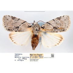 /filer/webapps/moths/media/images/N/nigricollaris_Characoma_AF_NHMUK.jpg