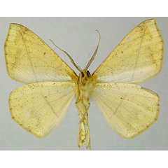 /filer/webapps/moths/media/images/P/pulverosa_Psilocerea_AM_ZSMb.jpg