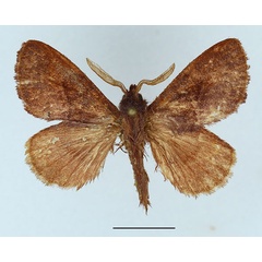 /filer/webapps/moths/media/images/P/phela_Acosmetoptera_AM_Basquin_01.jpg