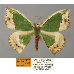 /filer/webapps/moths/media/images/P/pauliani_Chlorodrepana_HT_ZSM_01.jpg