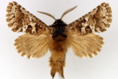 Arbelodes albitorquata