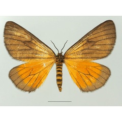 /filer/webapps/moths/media/images/M/marginata_Petovia_AF_Basquina.jpg