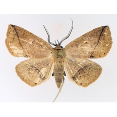 /filer/webapps/moths/media/images/A/amaponda_Ugia_AM_TMSA_01.jpg