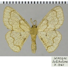 /filer/webapps/moths/media/images/O/ochrea_Cacochloris_AM_ZSM_01.jpg