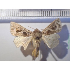 /filer/webapps/moths/media/images/I/indicator_Thysanoplusia_AM_Bippus.jpg