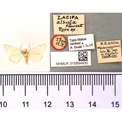 /filer/webapps/moths/media/images/A/albula_Lacipa_HT_BMNH.jpg