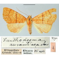 /filer/webapps/moths/media/images/A/aurantiaca_Xanthodesma_HT_SNHM.jpg