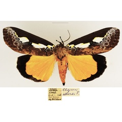 /filer/webapps/moths/media/images/A/allardi_Eligma_AM_TMSA.jpg