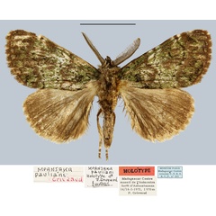 /filer/webapps/moths/media/images/P/pauliani_Mpanjaka_HT_MNHN.jpg