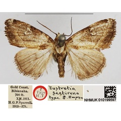 /filer/webapps/moths/media/images/S/sectirena_Eustrotia_HT_NHMUK.jpg