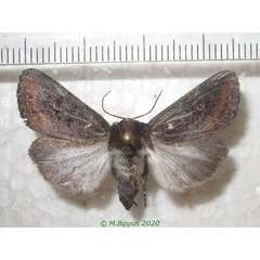 /filer/webapps/moths/media/images/C/crini_Brithys_AM_Bippus.jpg