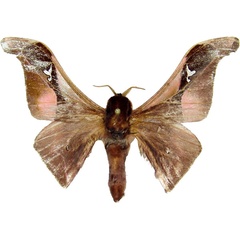 /filer/webapps/moths/media/images/A/angulata_Holocerina_AM_MCJM.jpg