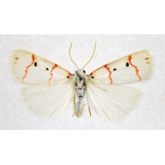 /filer/webapps/moths/media/images/R/rubristriga_Cyana_AM_NHMO.jpg