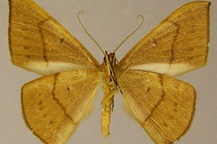 Brachytrita cervinaria amara