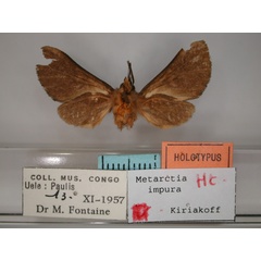 /filer/webapps/moths/media/images/I/impura_Metarctia_HT_RMCA_02.jpg