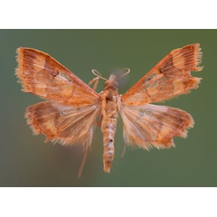 /filer/webapps/moths/media/images/P/phoenicealis_Pyrausta_A_Butler.jpg