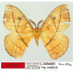 /filer/webapps/moths/media/images/P/pseudovulpina_Maltagorea_HT_Basquin.jpg