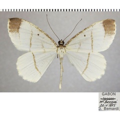 /filer/webapps/moths/media/images/T/tessmanni_Melinoessa_AM_ZSMa.jpg