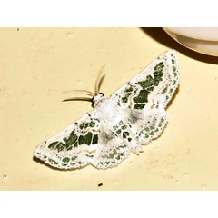 /filer/webapps/moths/media/images/T/tarachodes_Chionopora_A_Braun_01.jpg
