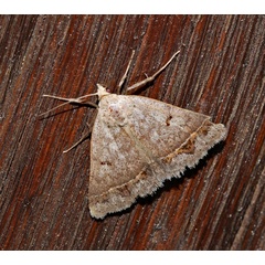 /filer/webapps/moths/media/images/A/annexa_Plecoptera_A_Roland_01.jpg