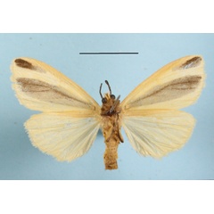 /filer/webapps/moths/media/images/S/scita_Epilacydes_AF_MGCLb_02.JPG