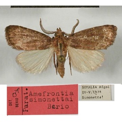 /filer/webapps/moths/media/images/S/simonettai_Amefrontia_PT_MSNM.jpg