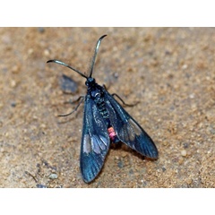 /filer/webapps/moths/media/images/P/pulchra_Syringura_A_Voaden.JPG