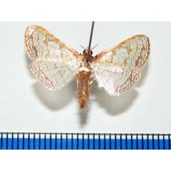 /filer/webapps/moths/media/images/S/serraticornis_Rhodoneura_A_Goffa_01.jpg