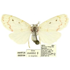 /filer/webapps/moths/media/images/S/smithi_Cyana_PTF_ANHRT.jpg