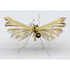 /filer/webapps/moths/media/images/A/aurea_Merrifieldia_HT_BMNH.jpg