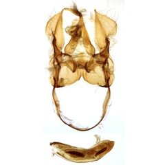 /filer/webapps/moths/media/images/I/intermedia_Phryganopteryx_GMHT_MNHN_901.jpg