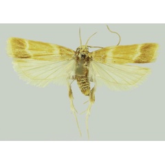 /filer/webapps/moths/media/images/V/vulcaniella_Dragmatucha_HT_SDEI.jpg