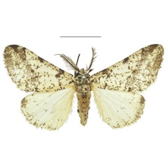 /filer/webapps/moths/media/images/R/rudicornis_Hameopis_HT_NHMUK.jpg