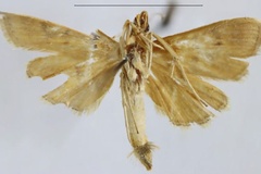 Omiodes undularis