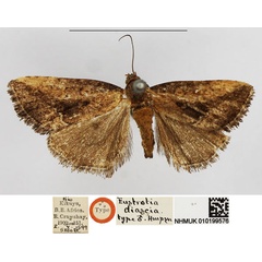 /filer/webapps/moths/media/images/D/diascia_Eustrotia_STM_NHMUK.jpg